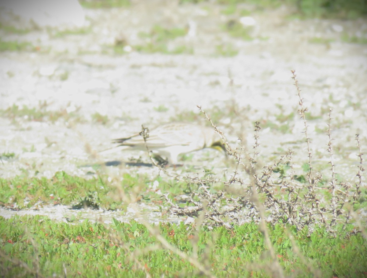 Allodola golagialla - ML646484970