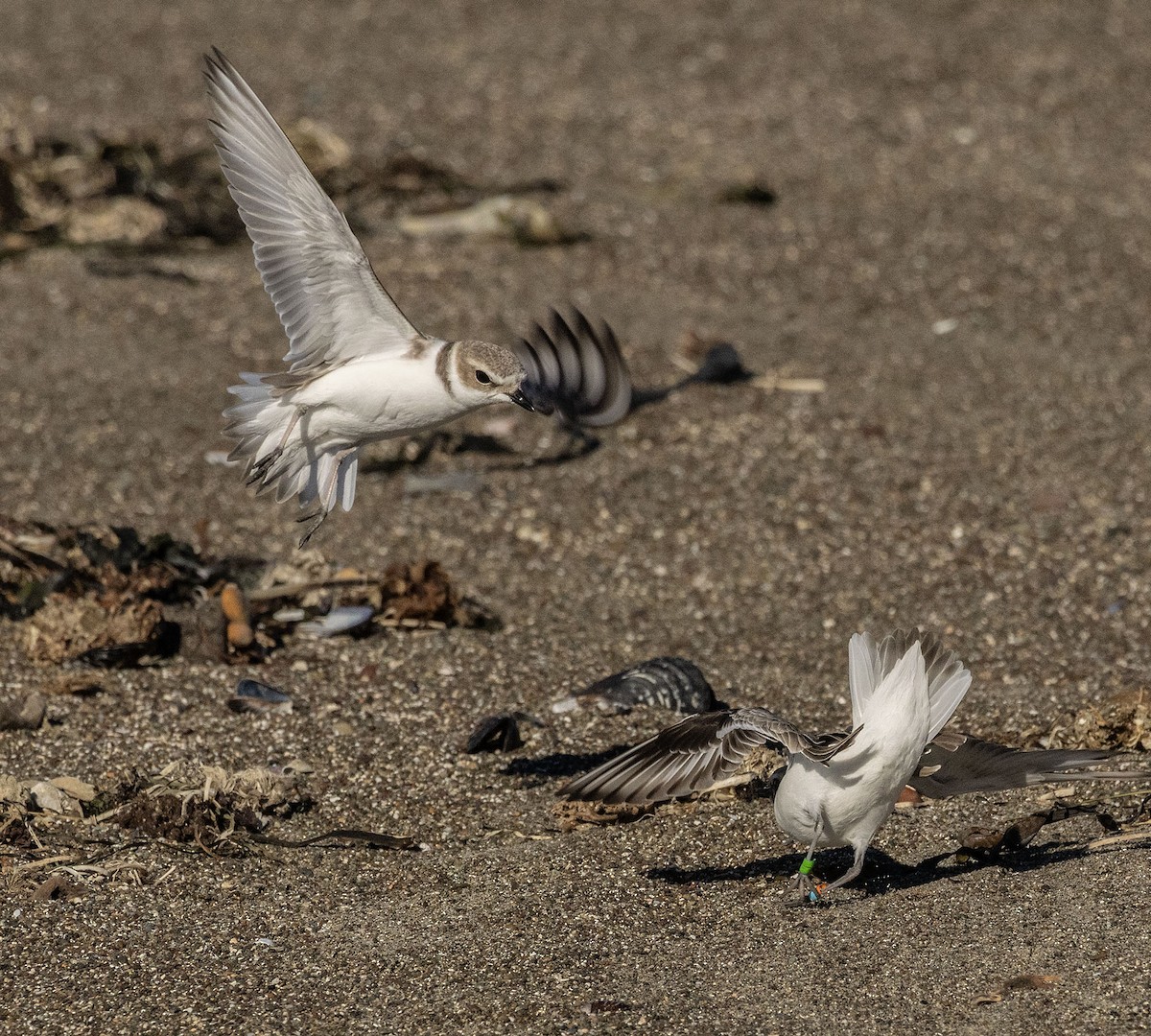 Snowy Plover - ML646484974