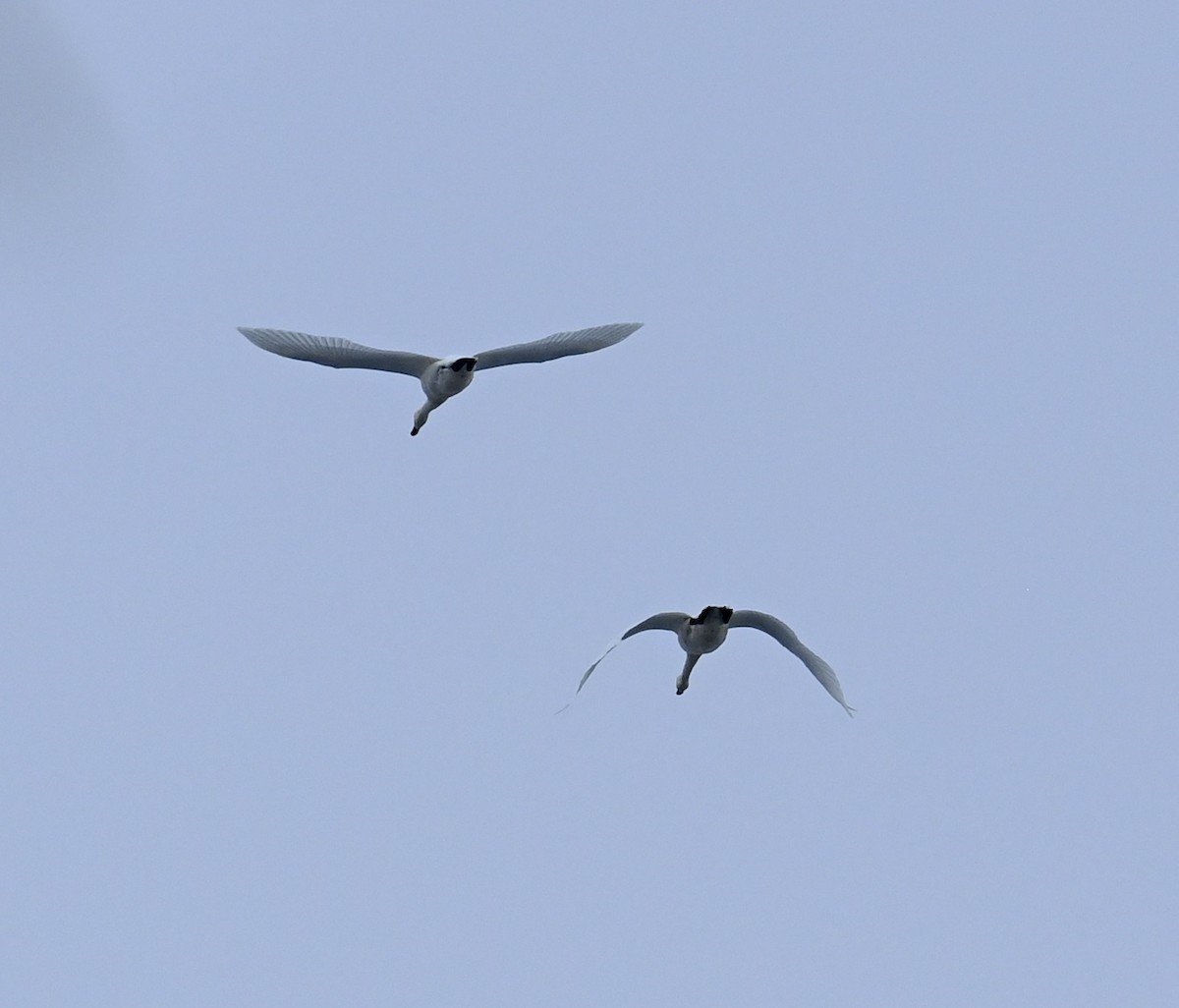 Tundra Swan - ML646484975