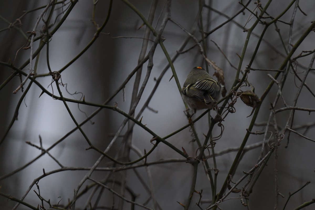 Golden-crowned Kinglet - ML646484981