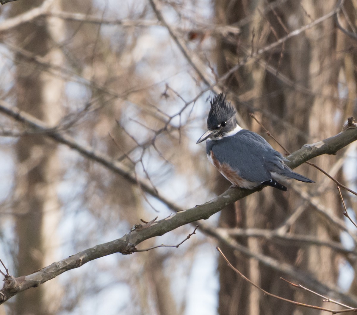 Belted Kingfisher - ML646484983