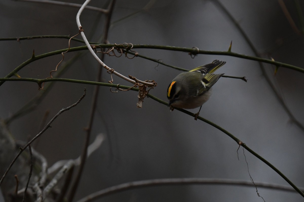 Golden-crowned Kinglet - ML646484988