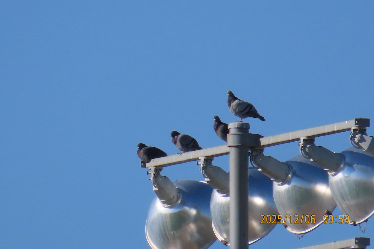 Rock Pigeon (Feral Pigeon) - ML646484993