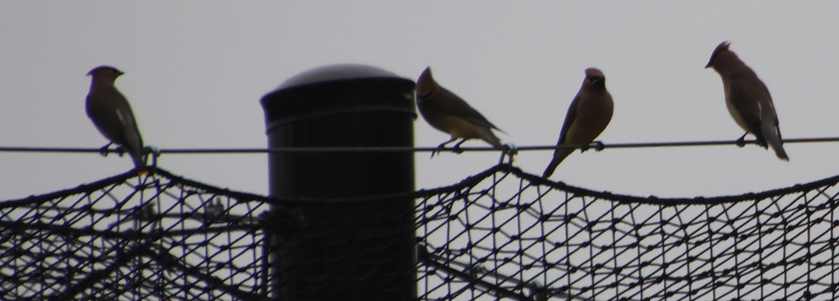 brkoslav americký - ML646484994