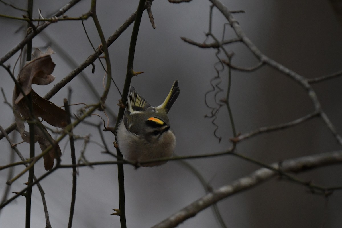 Golden-crowned Kinglet - ML646484995