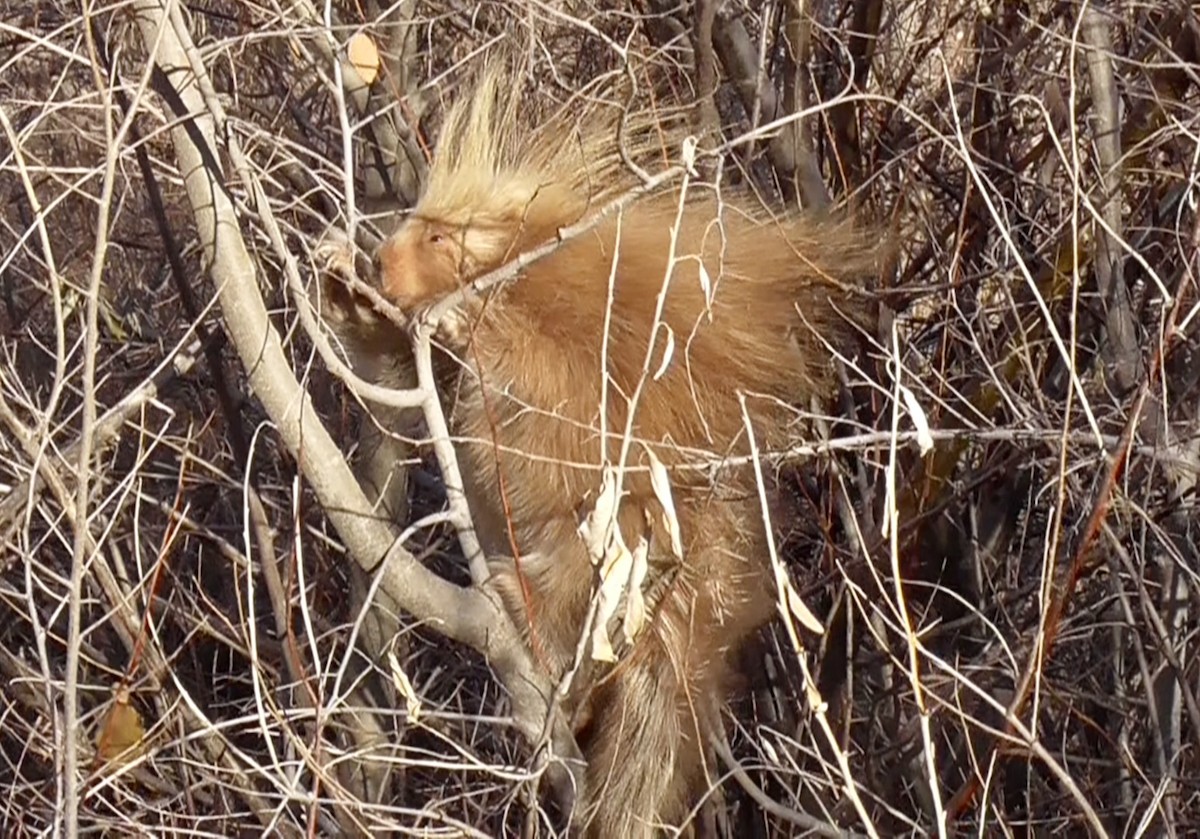 Animals - ML646484996