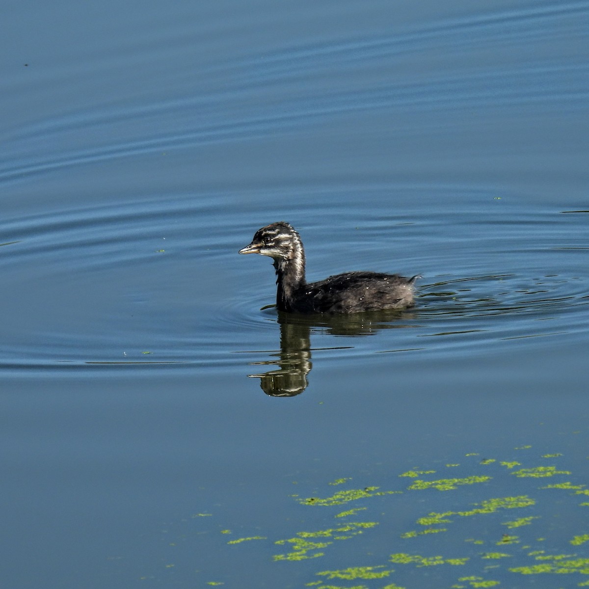 Least Grebe - ML646484999