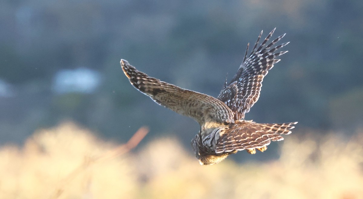 Streifenkauz - ML646485001