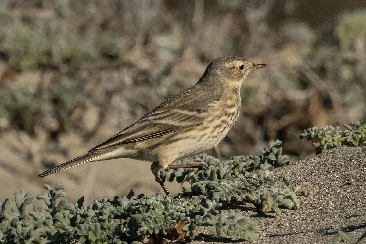 American Pipit - ML646485003