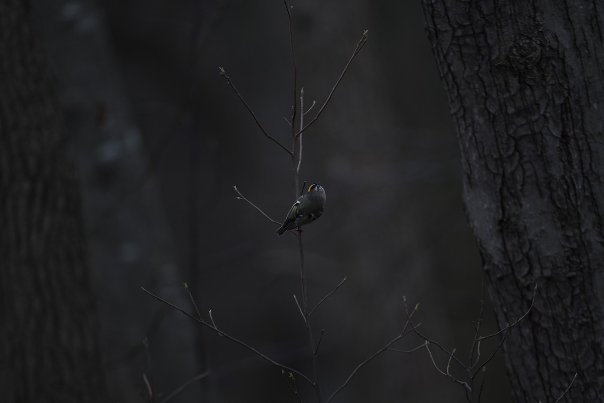 Golden-crowned Kinglet - ML646485012