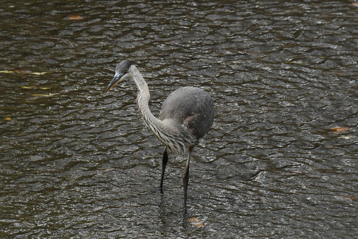 Great Blue Heron - ML646485013