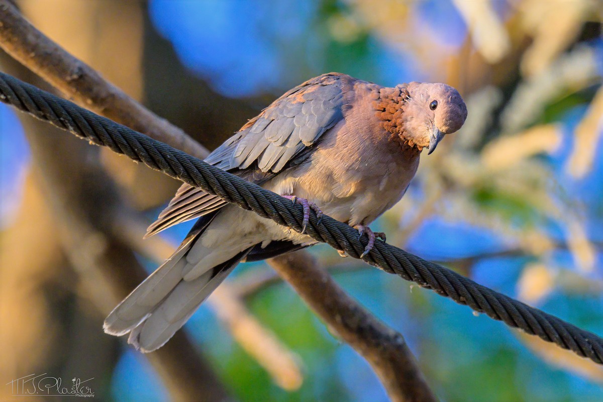 Laughing Dove - ML646485016