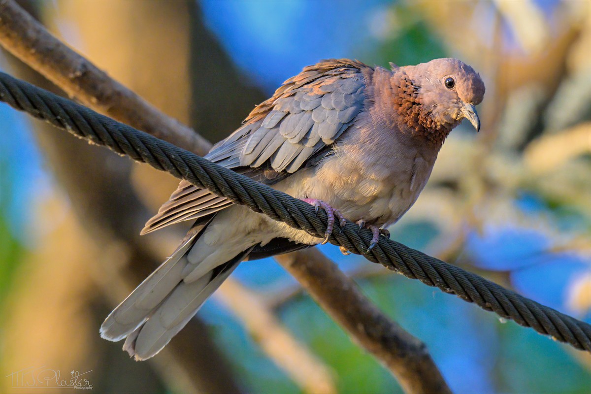 Laughing Dove - ML646485017