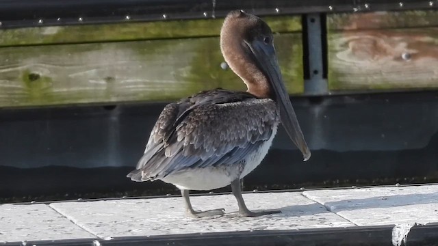 Brown Pelican - ML646485018