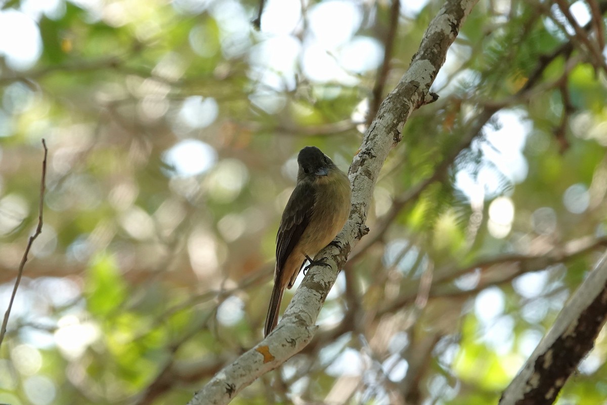 Гаитянский пиви - ML646485020