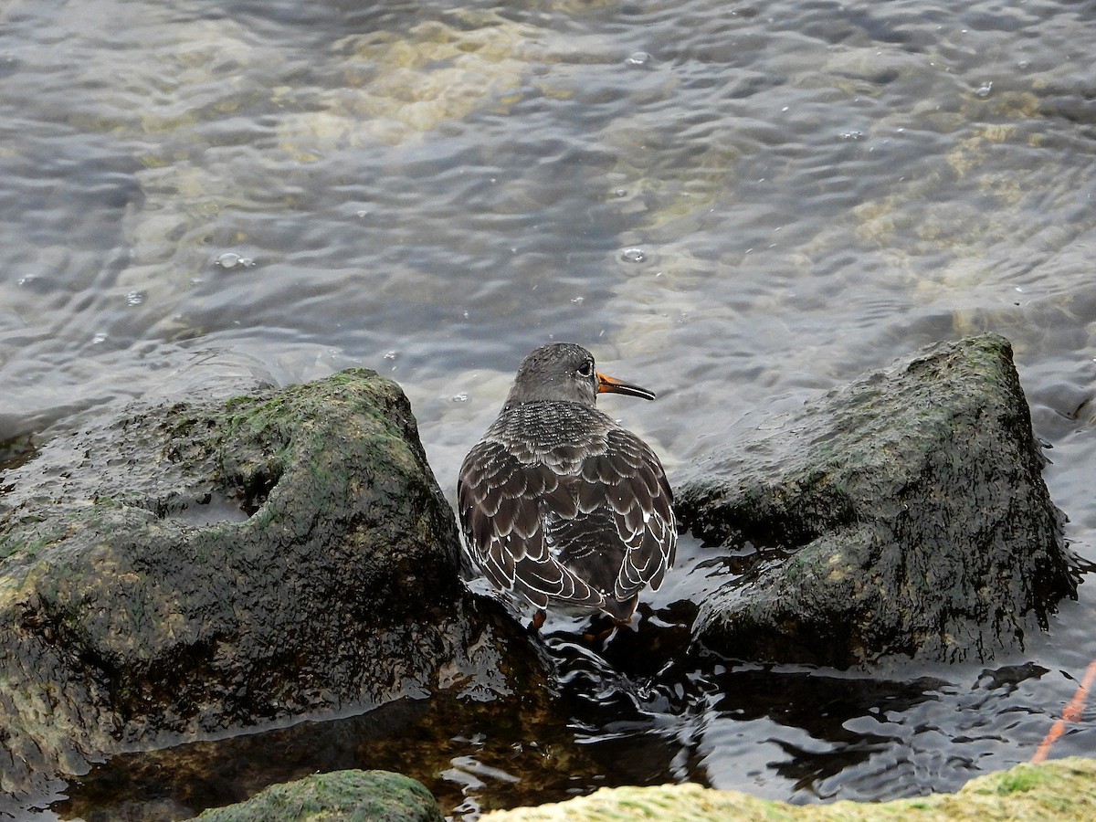 jespák mořský - ML646485021