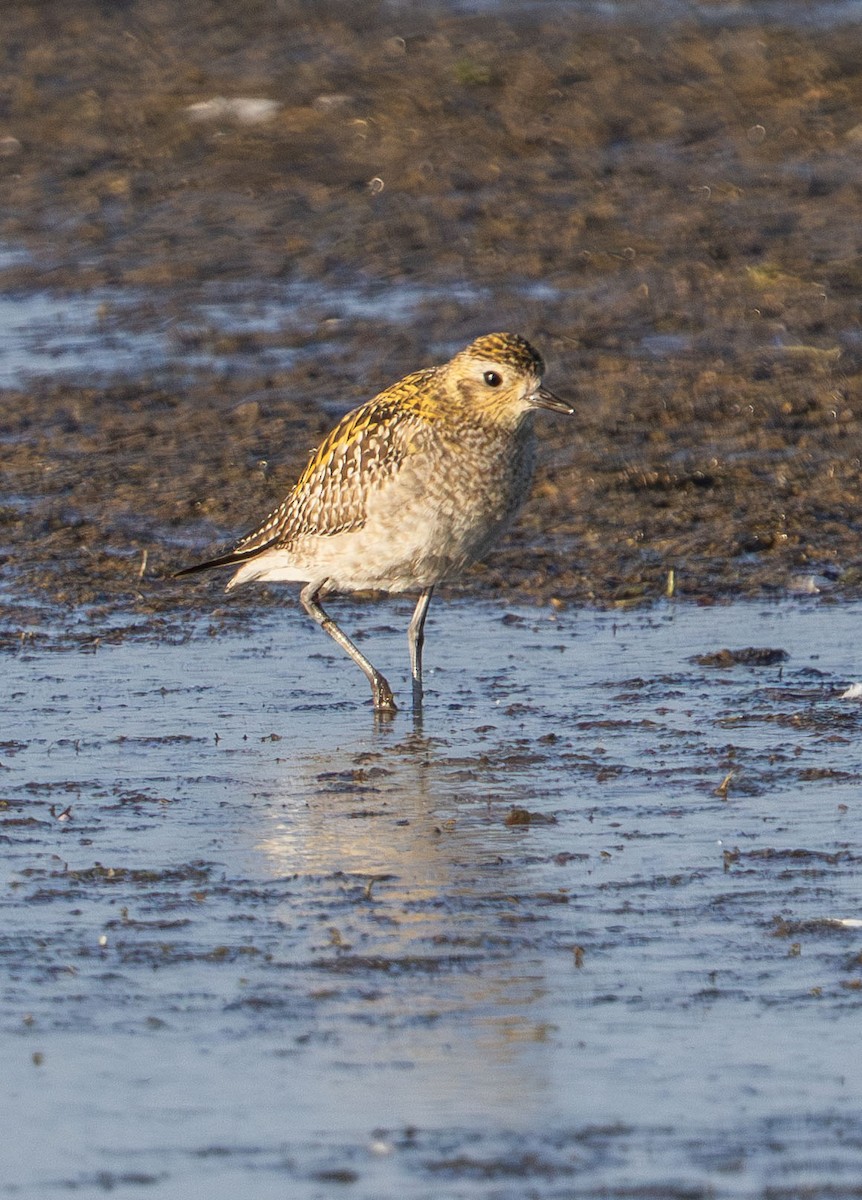 Pacific Golden-Plover - ML646485022