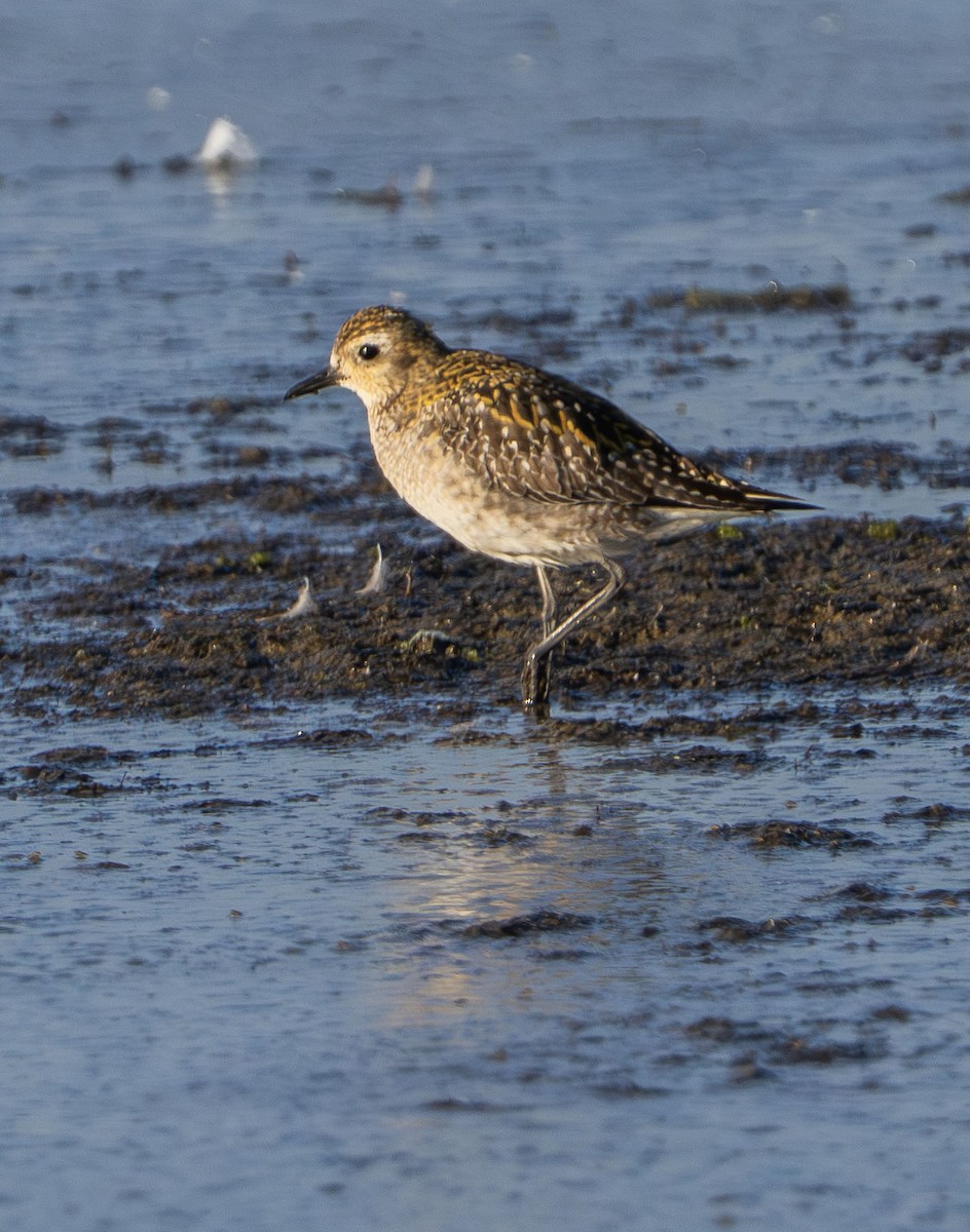 Pacific Golden-Plover - ML646485023
