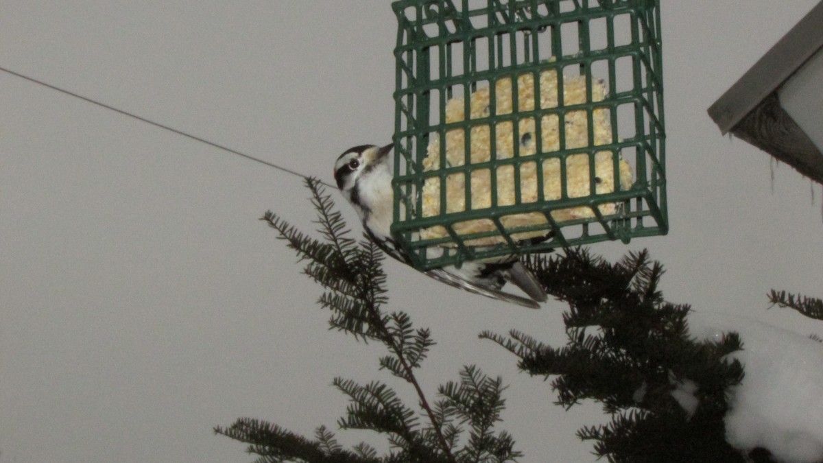 Yumuşak Tüylü Ağaçkakan - ML646485024