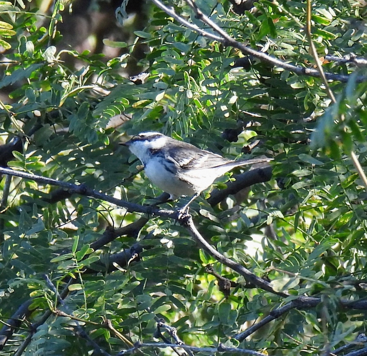Black-throated Gray Warbler - ML646485026