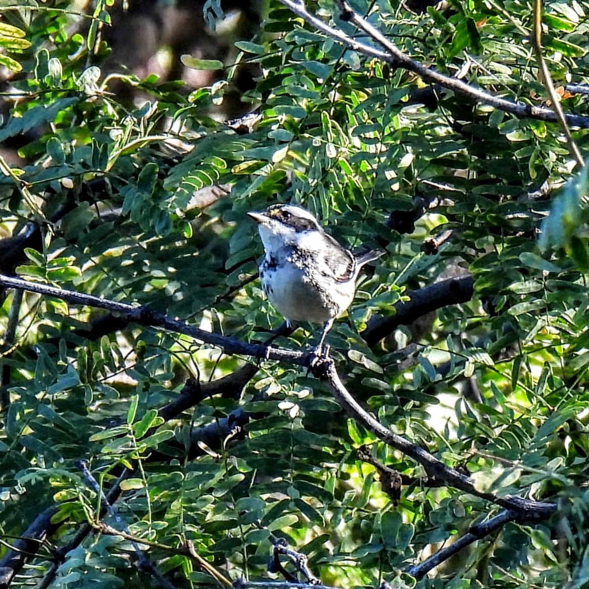 Black-throated Gray Warbler - ML646485027