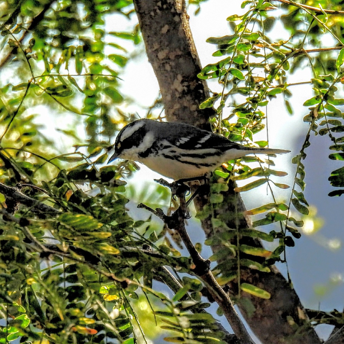 Black-throated Gray Warbler - ML646485028