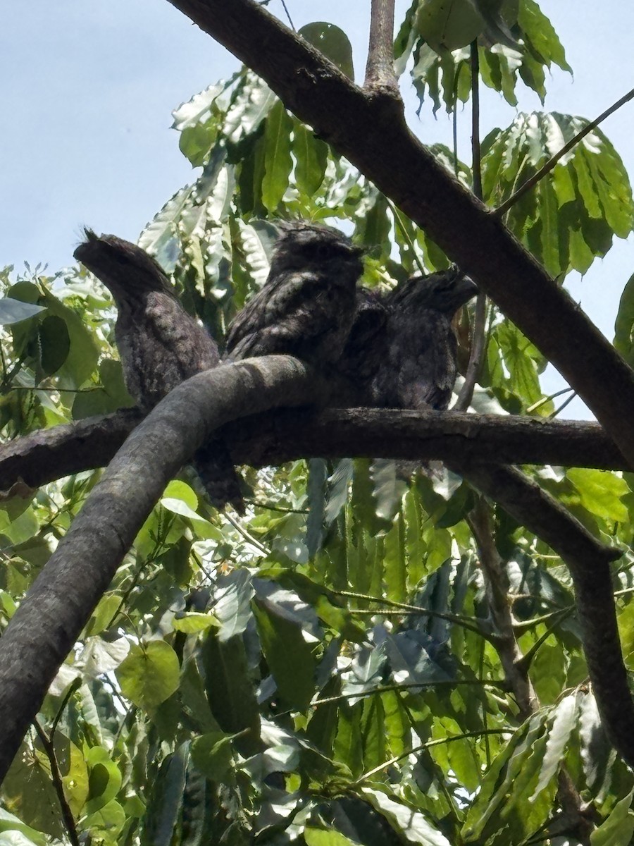 Avustralya Kocaağzı - ML646485029