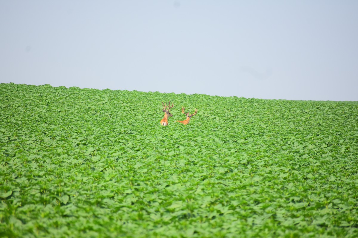 Mule Deer - ML646485037