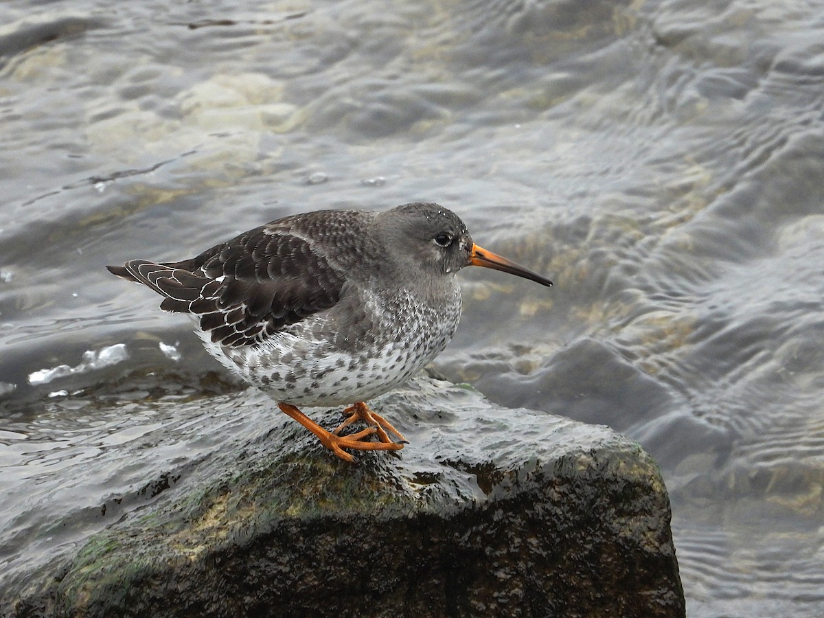 jespák mořský - ML646485038