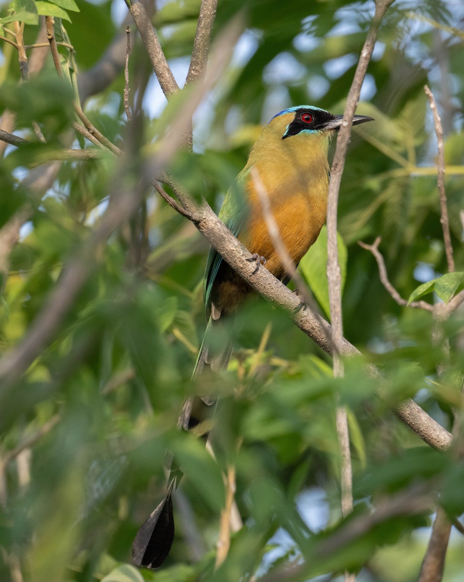 Whooping Motmot - ML646485045