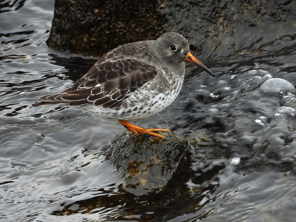 jespák mořský - ML646485046