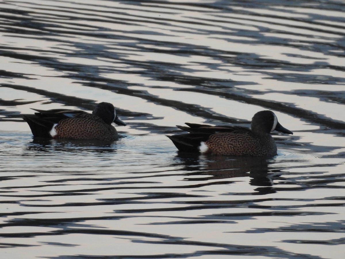 Blue-winged Teal - ML646485051