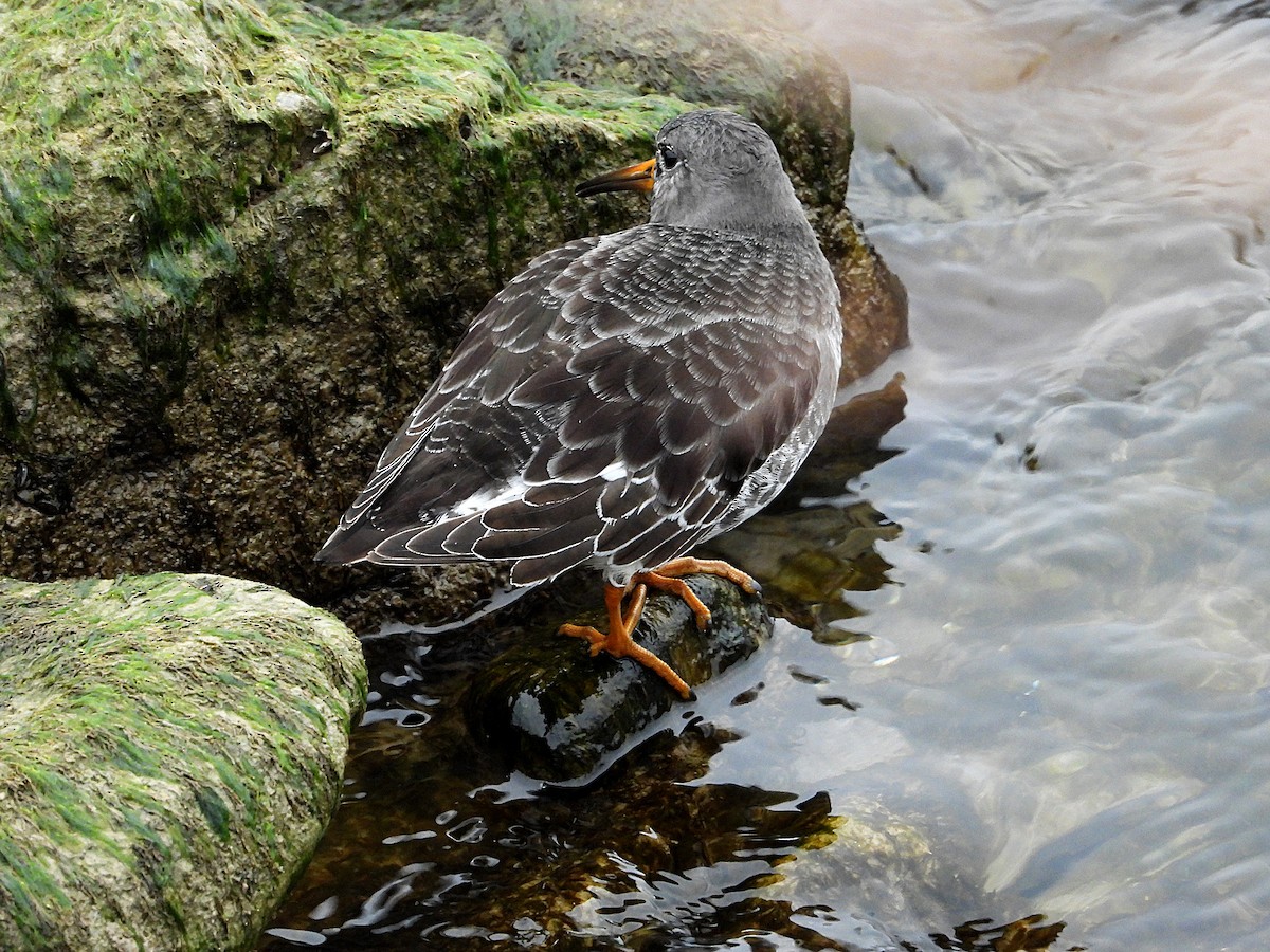 jespák mořský - ML646485053