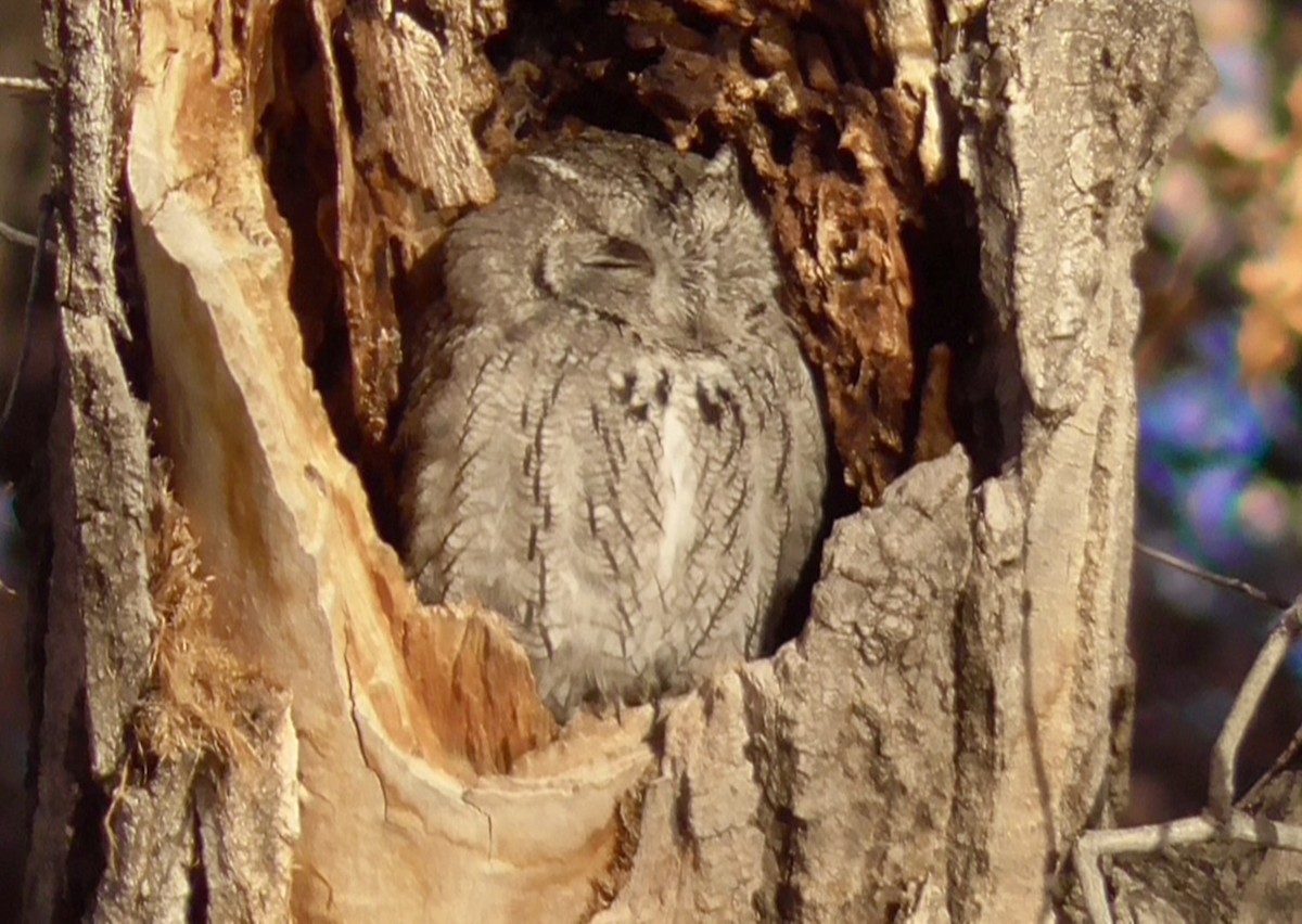 Western Screech-Owl - ML646485054