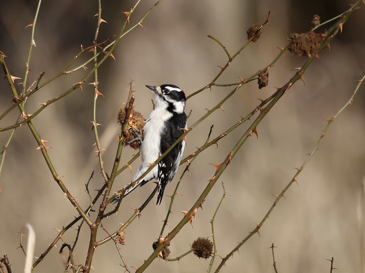 Downy Woodpecker - ML646485066