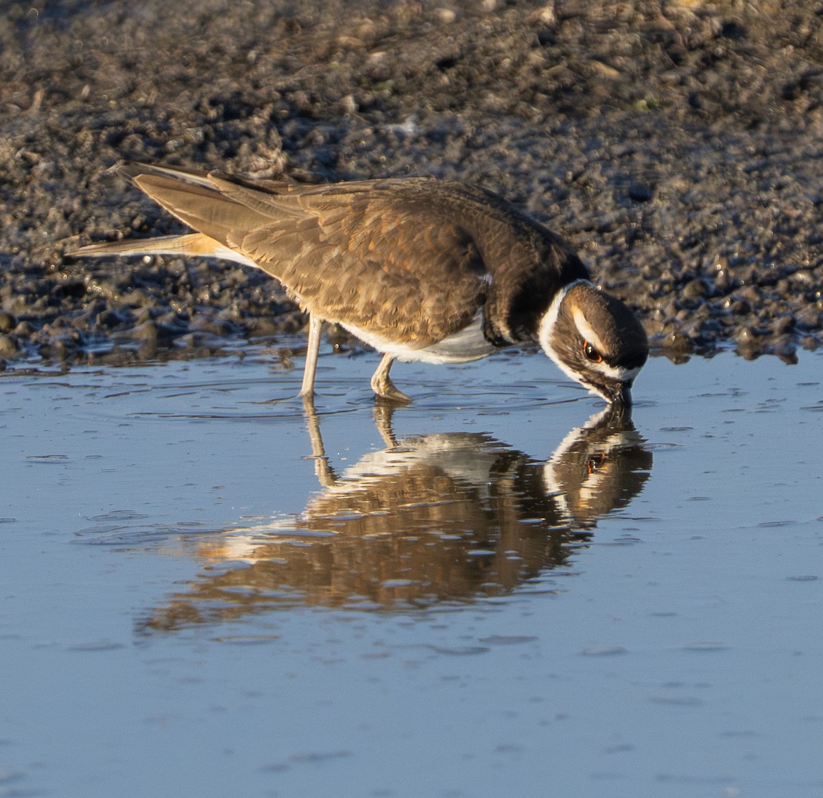 Killdeer - ML646485067