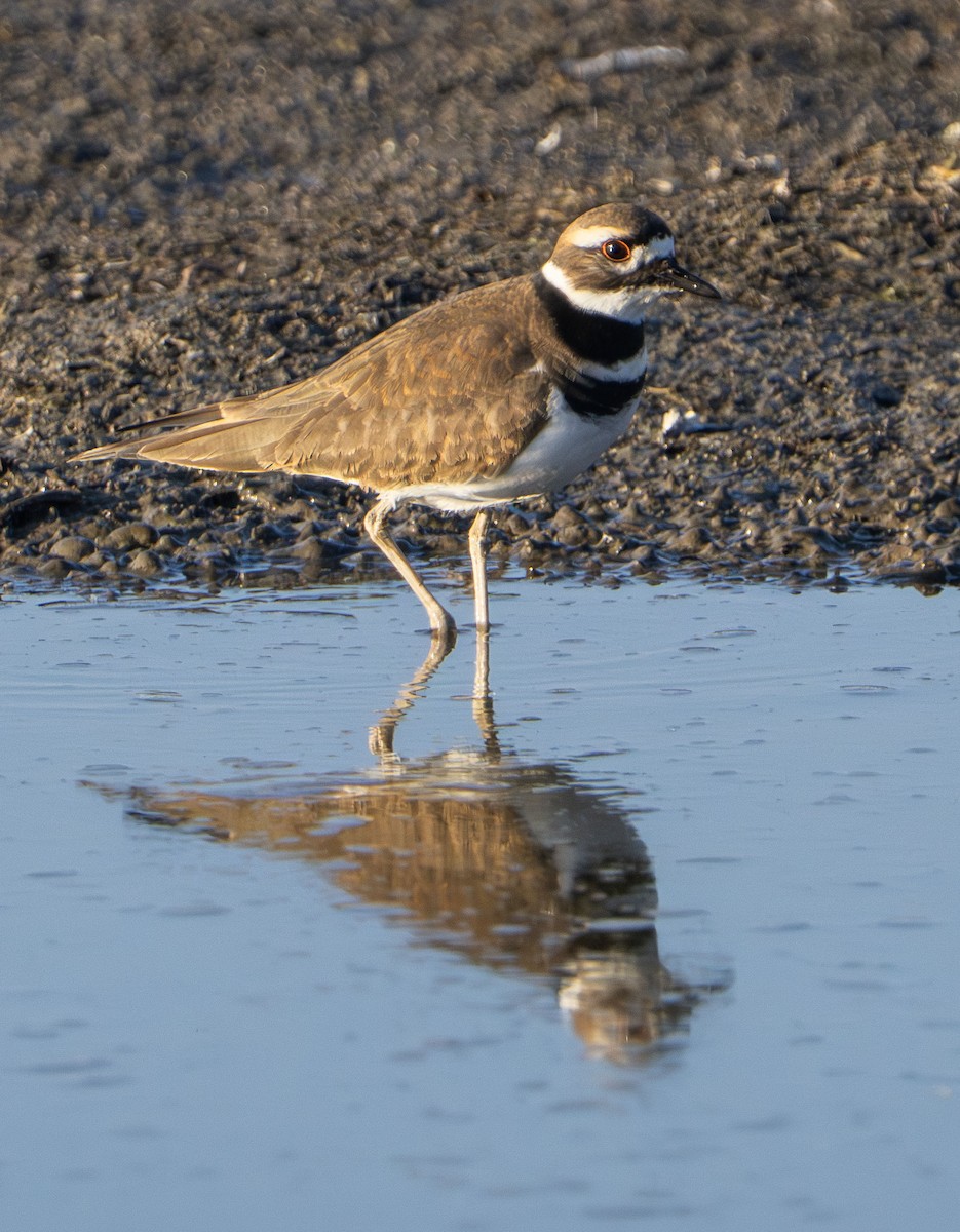 Killdeer - ML646485068