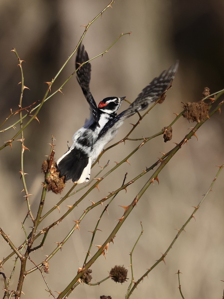 Downy Woodpecker - ML646485070