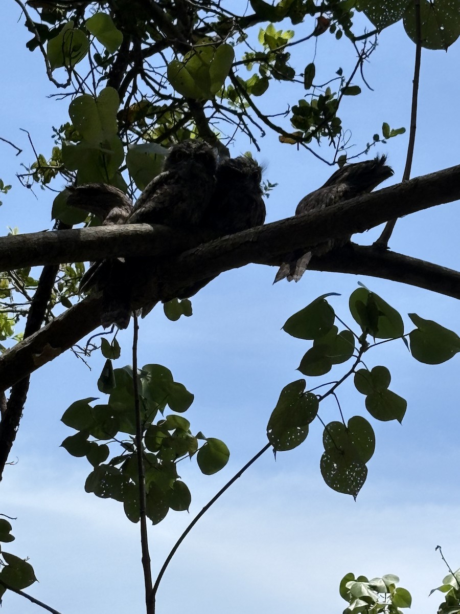 Avustralya Kocaağzı - ML646485072