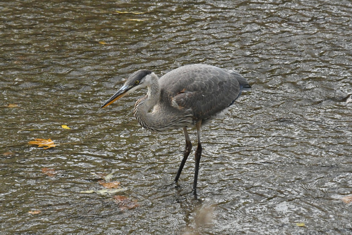 Great Blue Heron - ML646485073