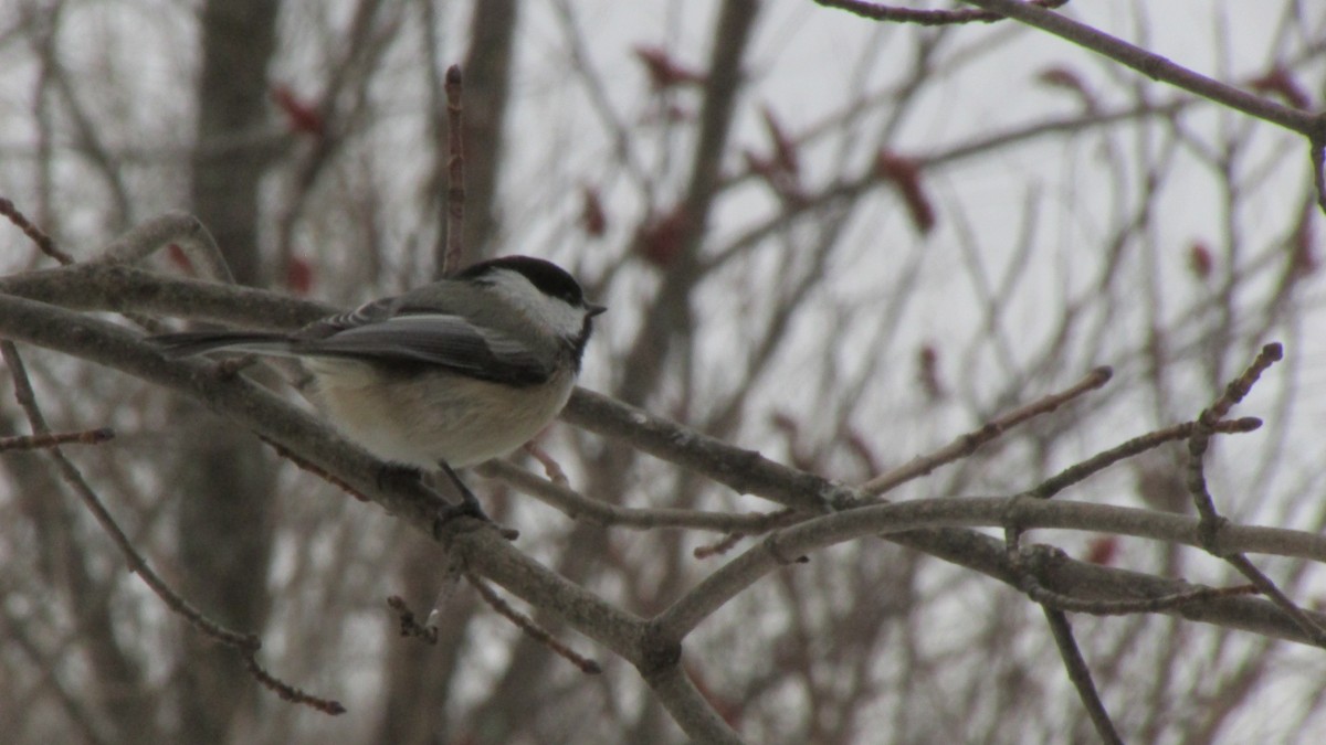 Amerika Baştankarası - ML646485079