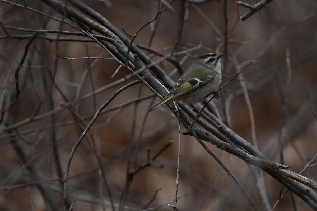 Golden-crowned Kinglet - ML646485080
