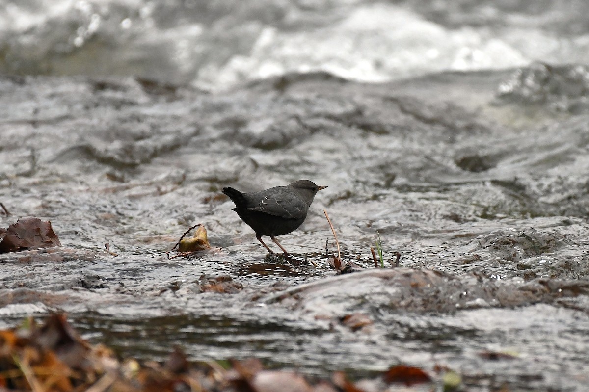 American Dipper - ML646485087