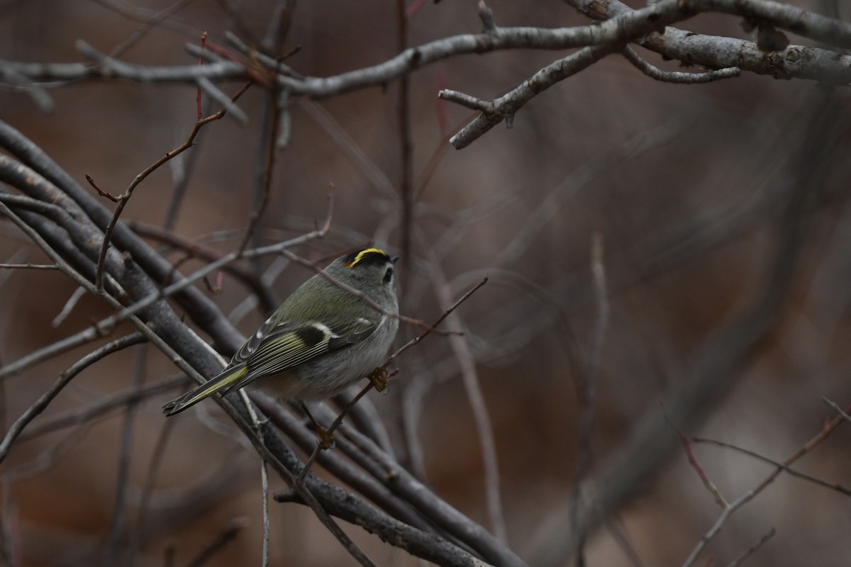 Golden-crowned Kinglet - ML646485091