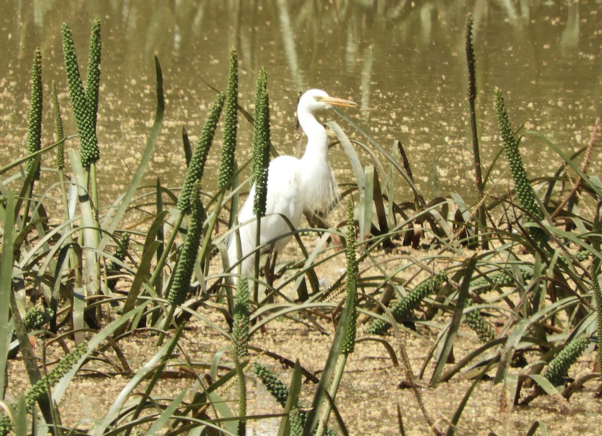 Héron plumifère - ML646485092