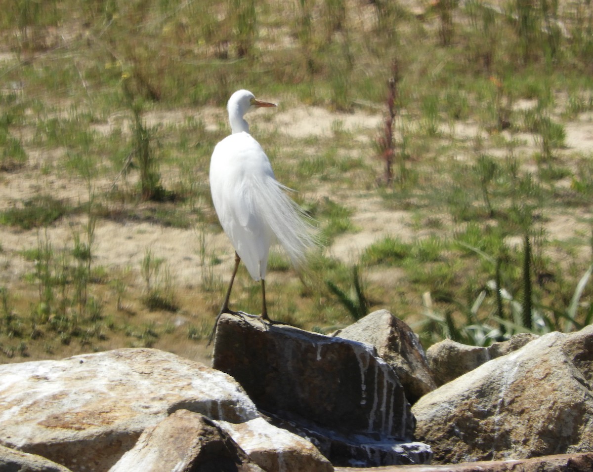 Héron plumifère - ML646485094