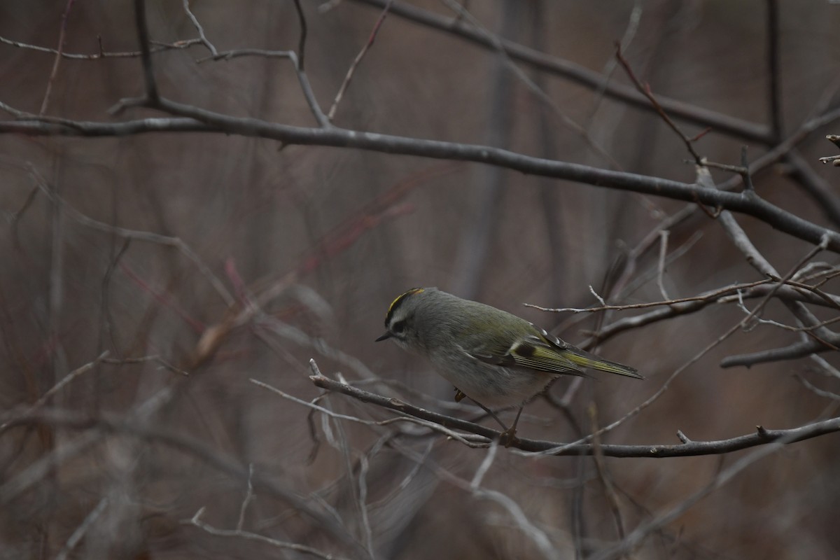 Golden-crowned Kinglet - ML646485095