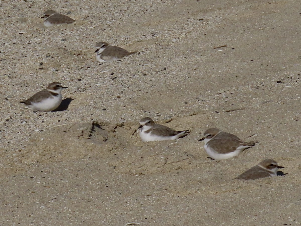Snowy Plover - ML646485096