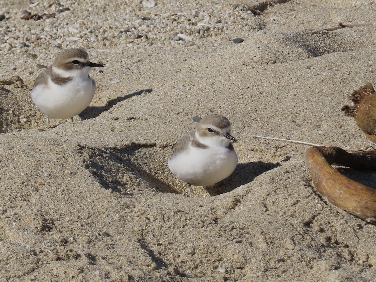 Snowy Plover - ML646485097