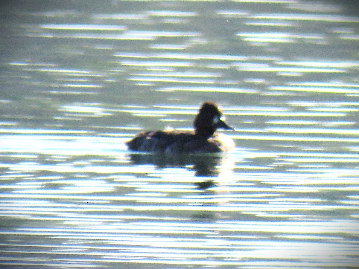 Lesser Scaup - ML646485101